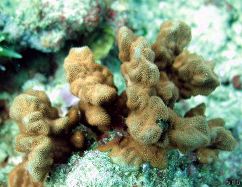  Psammocora contigua (Cat’s Paw Coral, Sandpaper Coral)
